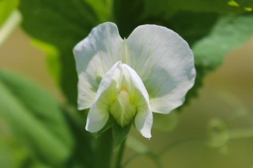 pea blossoms