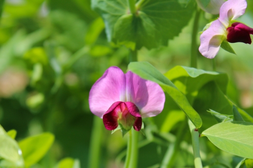 snow pea blossoms