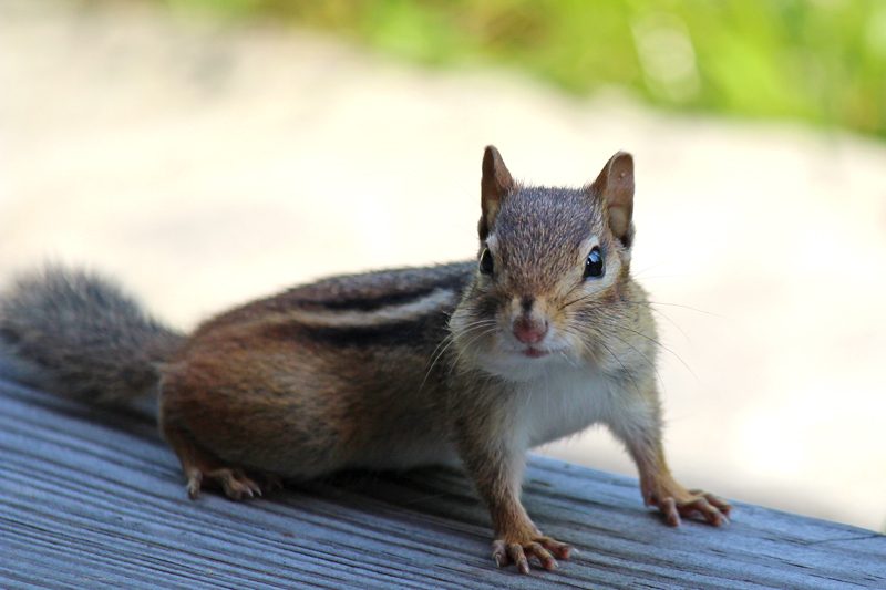 A Little Porch Company