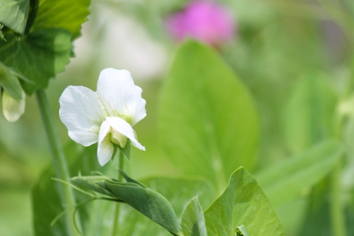 early alaskan pea blossoms