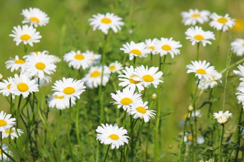 wild daisys