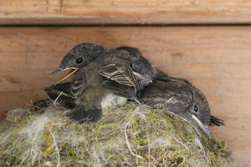 Return of the Eastern Phoebes