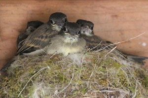 baby phoebe fledglings