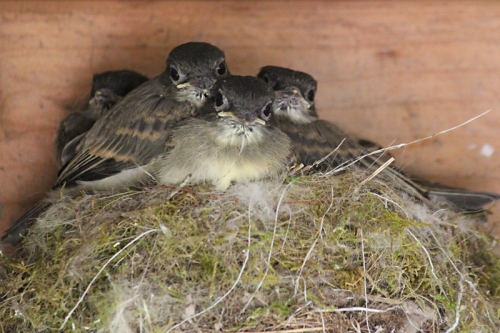 baby phoebe fledglings