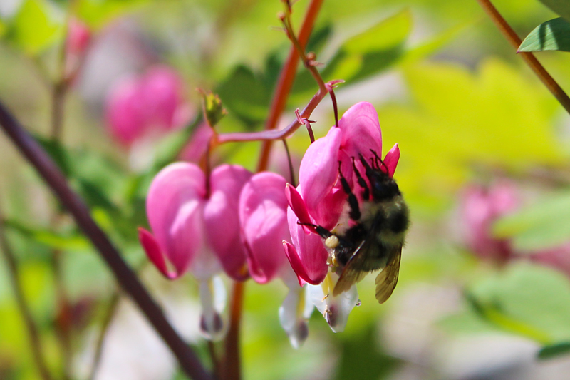 Sipping from a Bleeding Heart