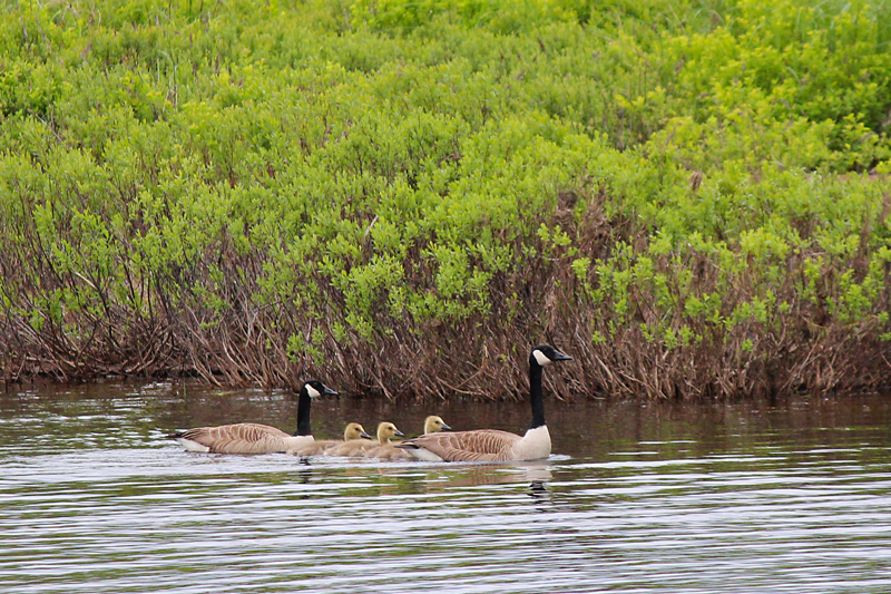 Goose Family on the East Machias River