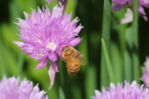 chive flowers