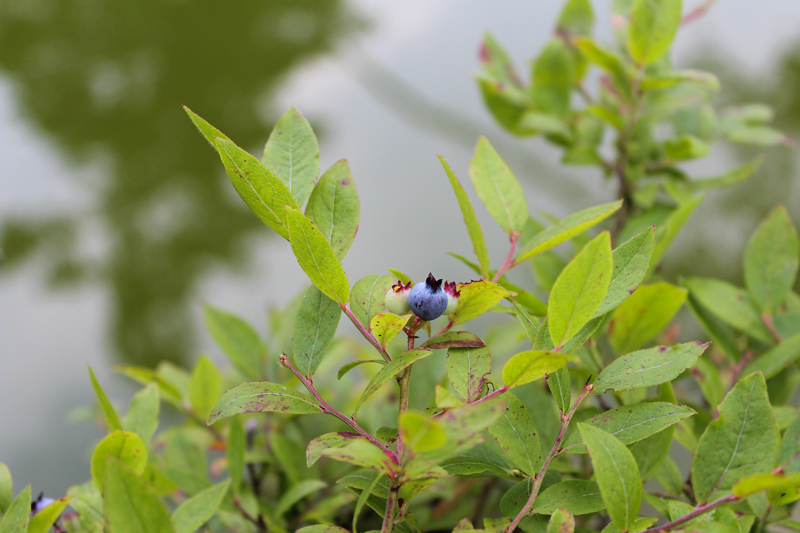 The Battle for Blueberries