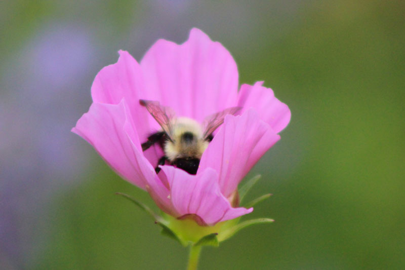 This Weekend in My Garden