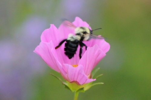 bee-cosmo-2