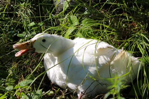 an angry broody duck