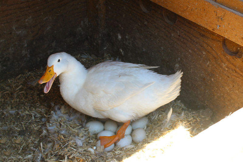 My Broody Girls