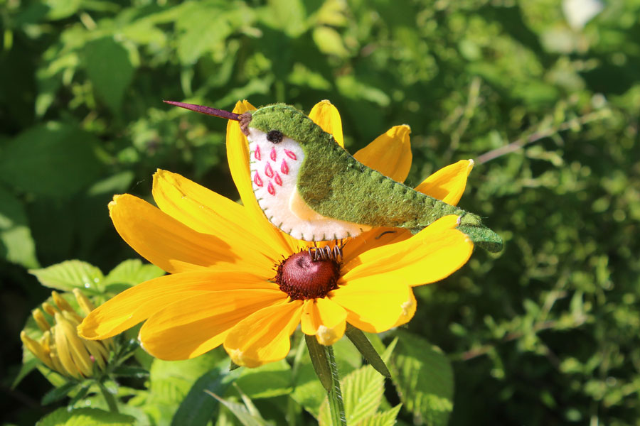 The Captivating Calliope Hummingbird