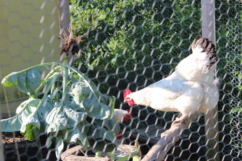 The girls have been confined to their run lately so I brought the garden to them. A buggy cauliflower plant provided lots of entertainment. 