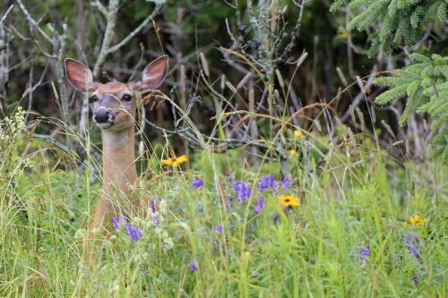 deer in Eastport