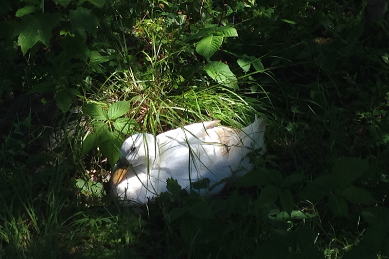 An Uncooperative Broody Duck