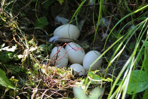 a clutch of duck eggs