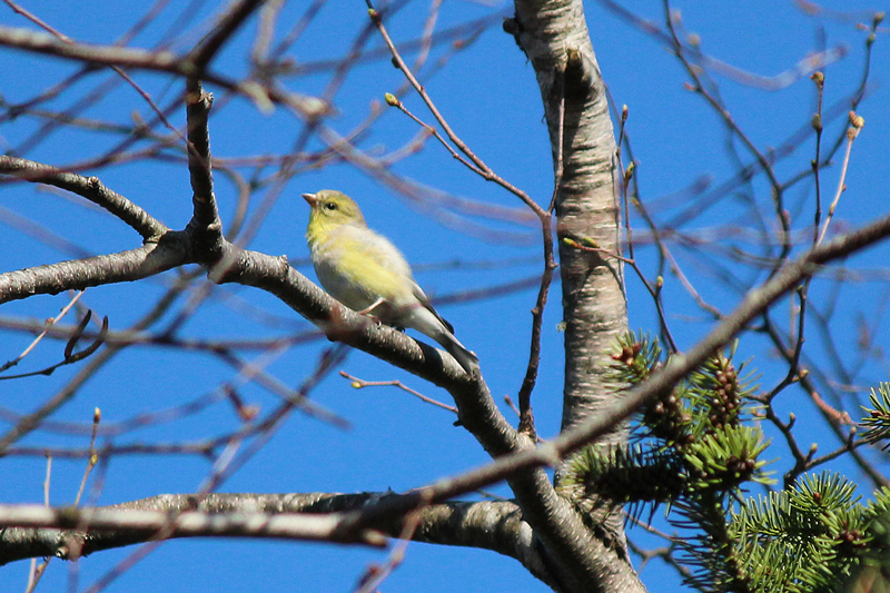 Your Most Wished for Bird Pattern: Winner