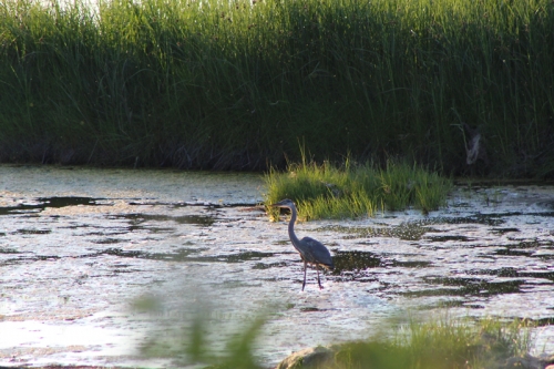 heron1