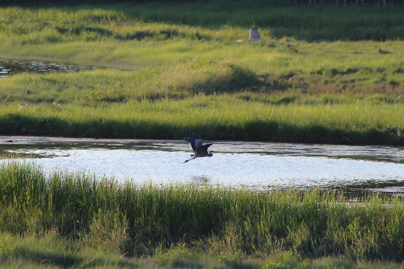 Heron on the Harrington