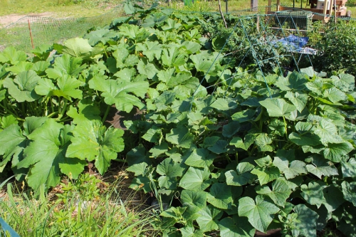 My hugulkultures are thriving. In hind sight I set them a little close together and set the fence too close. I can barely move in there! 