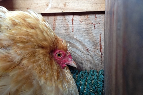 broody chicken