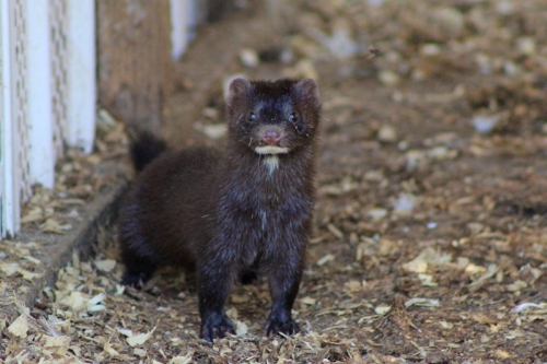 a maine mink