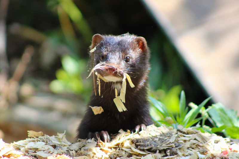 Devastated by a Mink