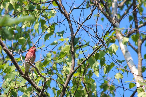 purple-finch