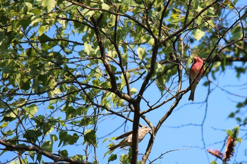 purple-finches