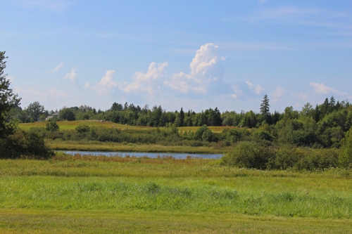 blueberry barrens over the East Machias River