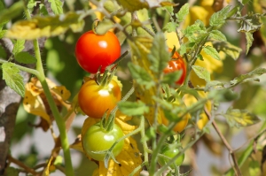 cherry tomatoes on the vine