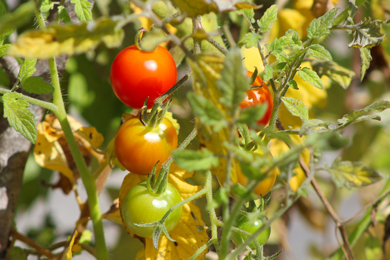 Roasted Cherry Tomatoes: Nirvana