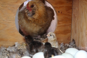 bantam hen with chicks