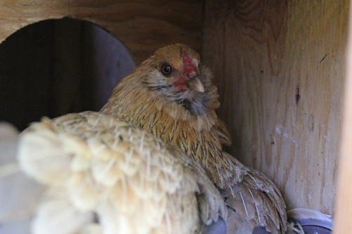 broody bantam hen