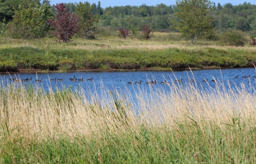 flotilla of Canada Geese on the East Machias river