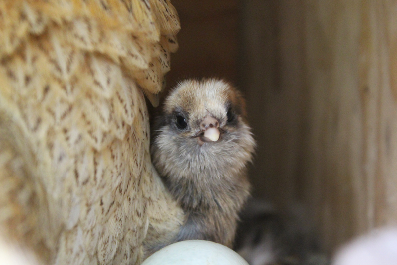 Salty’s Baby Chicks