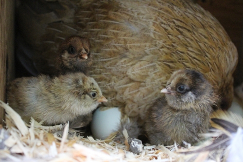 moon-chicks-097