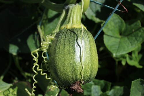 pumpkin growin in cucumbers