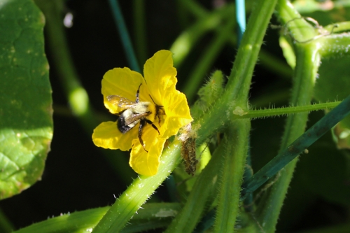 bee in cucumber blossom