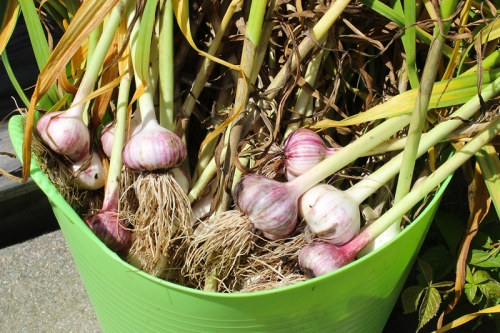just harvested garlic