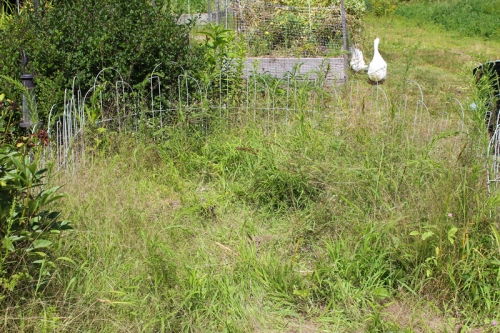 weedy garlic patch