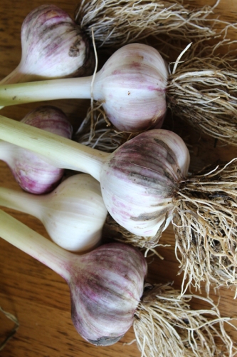 large beautiful garlic