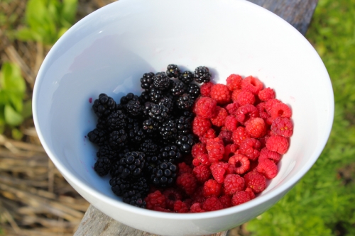 raspberries and blackberries