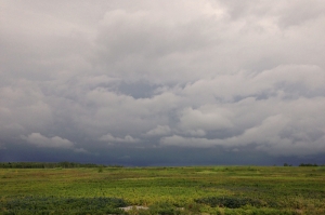 thunder clouds over blueberry barrens