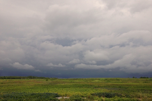 thunder clouds over blueberry barrens