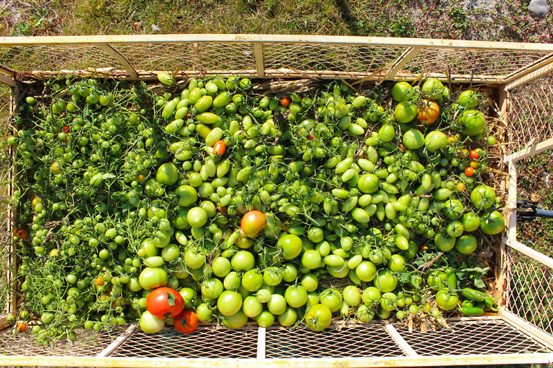 Holy Tomatoes!