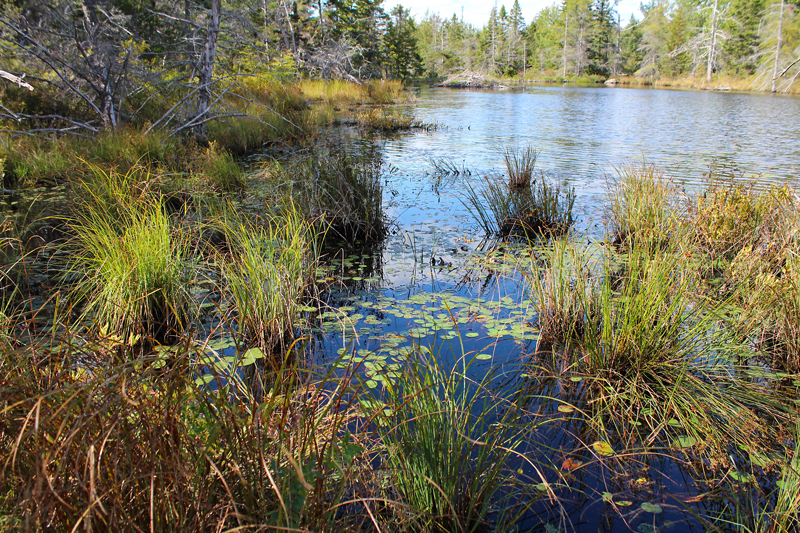 Walking Corea Heath