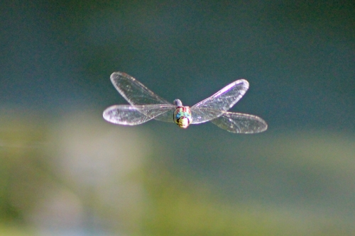 dragonfly-017