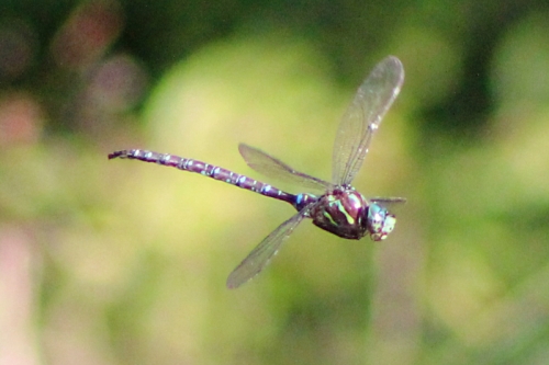 dragonfly-023